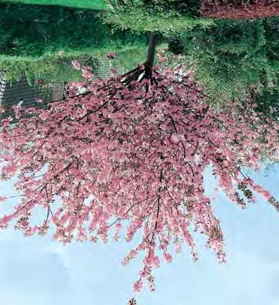 - serrulata Amanogawa 4-5 m - l zuilvormig opgroeiend, dubbele bleekroze bloemen in april-mei. SPILVORM Maat 150/175 175/200 200/250 E.P. 23,00 27,50 33,00 Maat 8/10 10/12 E.P. 36,00 - ser.