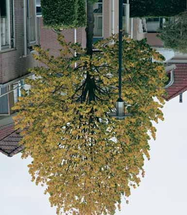 LVORM E.P. 34,00 44,00 60,00 - torminalis 3-4 m - l een mooie middelmatig hoge struik tot boom, met opgaande takken, later meer spreidende groei, schilferige schors en bruine twijgen.