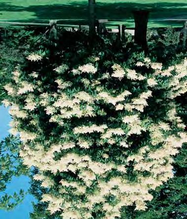 Yvori Silk 4-5 m - l kleine boom, geschikt voor kleine tuinen, licht gele, sterk geurende bloemen in juni-juli. Kan ook als struik worden aangeplant. MET KLUIT Maat 6/8 8/10 E.P.