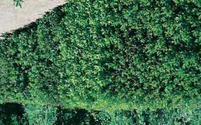 7,50 16,00 21,00 32,00 40,00 EUONYMUS Kardinaalshoed - zie ook heesters - japonicus 2 m (5) een van de beste groenblijvende heesters voor aanplanting aan de kust en in de stad.