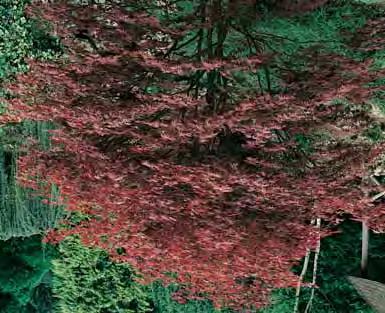 ACACIA - zie ROBINIA ACER Esdoorn - japonicum Aconitifolium 2-3 m - l Ø japanse esdoorn, opgaande struik met diep ingesneden blad, prachtige herfstverkleuring van oranjerood tot diepbruin.
