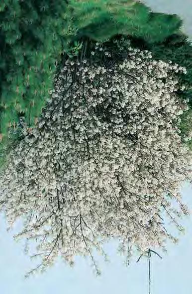 AMELANCHIER - arborea Robin Hill - zie bomen - laevis Ballerina 3-4 m - l Ø - zie ook bomen - lamarckii 3-4 m - l Ø l:l zie ook bos en haag / bomen (Syn.A. canadensis), krenteboompje, zuiver witte