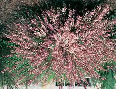 01 02 CRATAEGUS Meidoorn - monogyna - zie bos en haag - laevigata Paul s Scarlet 6-8 m - l l::l zie ook bomen tamelijk brede kroon, scharlakenrode gevulde bloemen in mei en rode vruchten. STRUIK CO E.