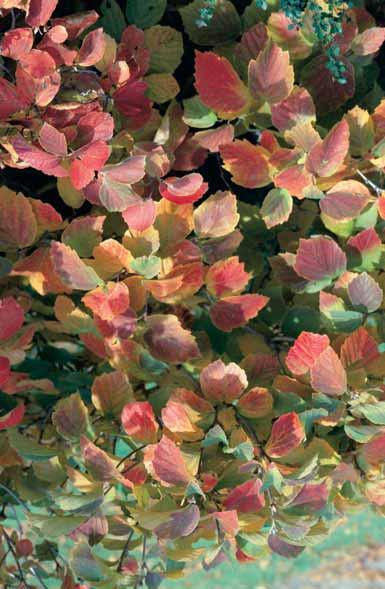 Aureus 2-3 m struik met goudbonte bladeren, compacte groeiwijze, beschut planten. STRUIK CO E.P. 5,50 - jap.