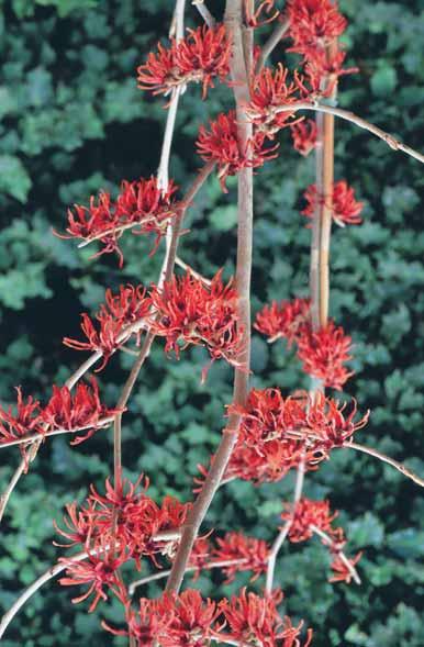 Feuerzauber 2-2,5 m - l Ø grote, bronskleurig rode bloemen in jan.-feb., brede, forse groei. - int.