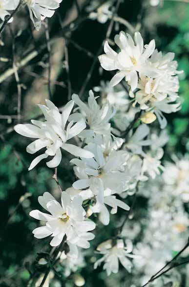 MAGNOLIA Beverboom - grandiflora 4-6 m - l Ø zie ook bomen groenblijvende heester met welriekende, 15 cm grote witte bloemen, rossig behaarde twijgen en leder-achtige, grote blinkende, groene