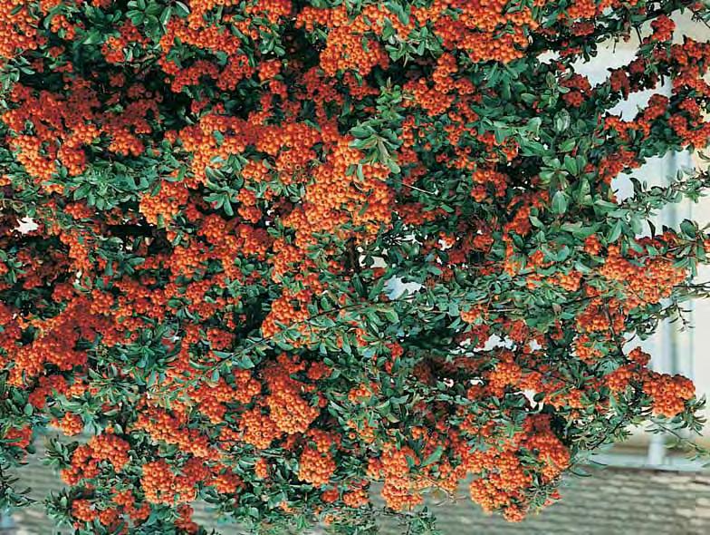 - sargentii 8-10 m - l # zie bomen - serrula (Syn. Prunus tibetica) - zie bomen - serrulata Amanogawa - zie bomen - ser.