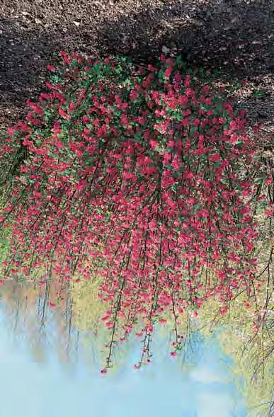 RIBES Sierbes STRUIK CO E.P. 6,00 SOORTEN - alpinum 1-1,5 m alpenbes, verdraagt goed schaduw, geelgroene bloemen in juli, geschikt voor onderbeplanting en hagen.