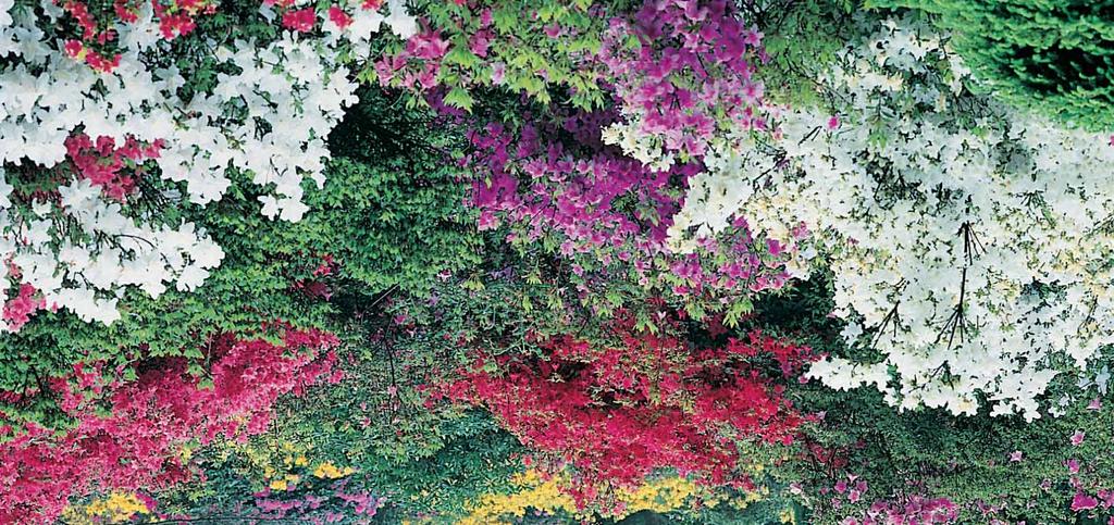 rhododendron HYBRIDEN 1-1,5 m - l Ø Prachtige grote bloemen met zuiver witte tot dieppaarse kleuren. Deze plantensoort is onmisbaar in de tuin.