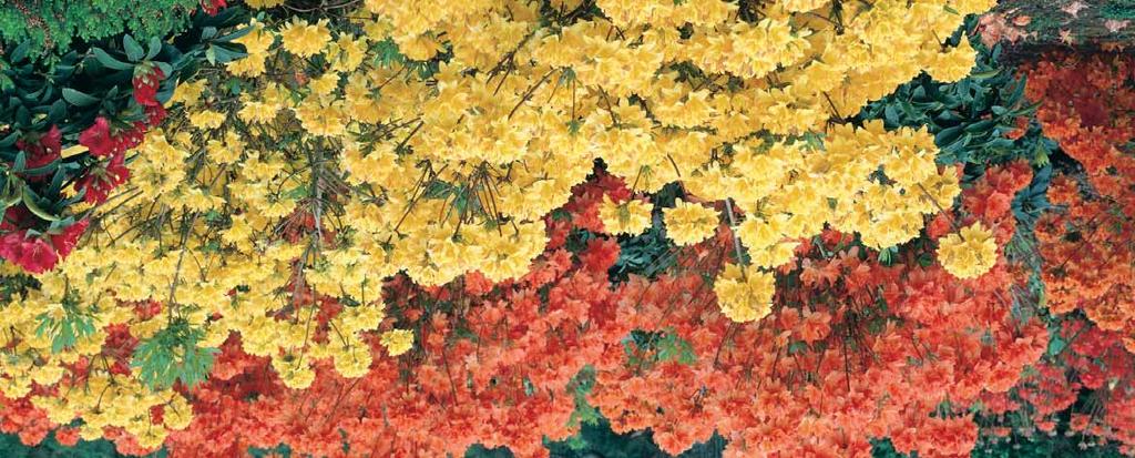 01 02 03 YAKUSHIMANUM 1-1,2 m Bloemen in mei, roze, later wit-roze met gele tekening, rijkbloeiend, als bladplant zeer decoratief door de