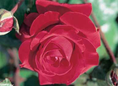 01 02 03 GROOTBLOEMIGE ROZEN De hoogte van deze rozen varieert van 50 tot 80 cm afhankelijk van de soort, grond en omgeving. De meeste soorten kunnen gebruikt worden als snijroos.