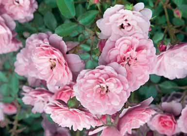 7,00 - White Symphony (R.V.S. 1991) grote zuiverwitte bloemen, gezonde groei. 7,00 TROS- OF POLYANTHAROZEN- FLORIBUNDA Trosrozen zijn onmisbaar in uw tuin om mooie bloemperken te creëren.