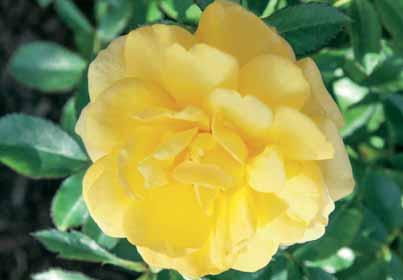 Ze komen het best tot uiting in groepen en bij voorkeur in één kleur. Plantafstand : 30 à 40 cm of 7 à 9 struiken per m 2. STRUIK CO VARIETEITEN E.P. - Bonica (Medomanac) zachtroze bloemen die overvloedig bloeien.
