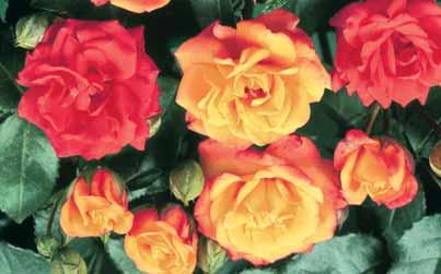 - Brother Cadfael 1-1,5 m pioenvormige bloemen met een zachtroze kleur en sterke geur.