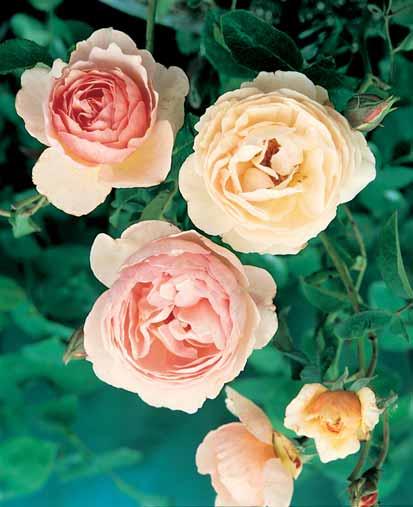 - Gertrude Jekyll 1-1,2 m omgekrulde bloembladeren met een warmroze kleur en geurend. - Graham Thomas 1,2-1,4 m halfhoge struik met grote zuivergele gevulde bloemen.