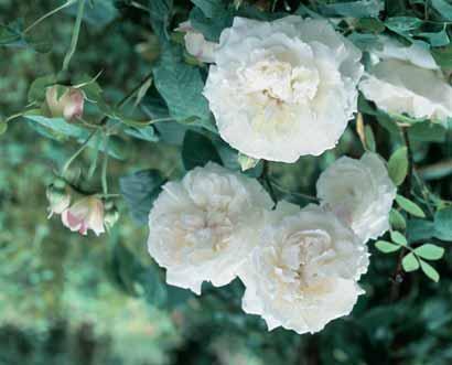 - Guirlande d Amour 2-2,5 m half gevulde witte bloempjes in grote trossen, doorbloeiend, voor klimrek, boog en muur.