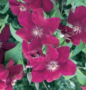 Bij vroegbloeiende clematissen wordt de bloem na de bloei weggeknipt, indien de plant teveel oud hout heeft kan men hem in maart uitdunnen met als gevolg minder bloemen omdat deze op het hout van