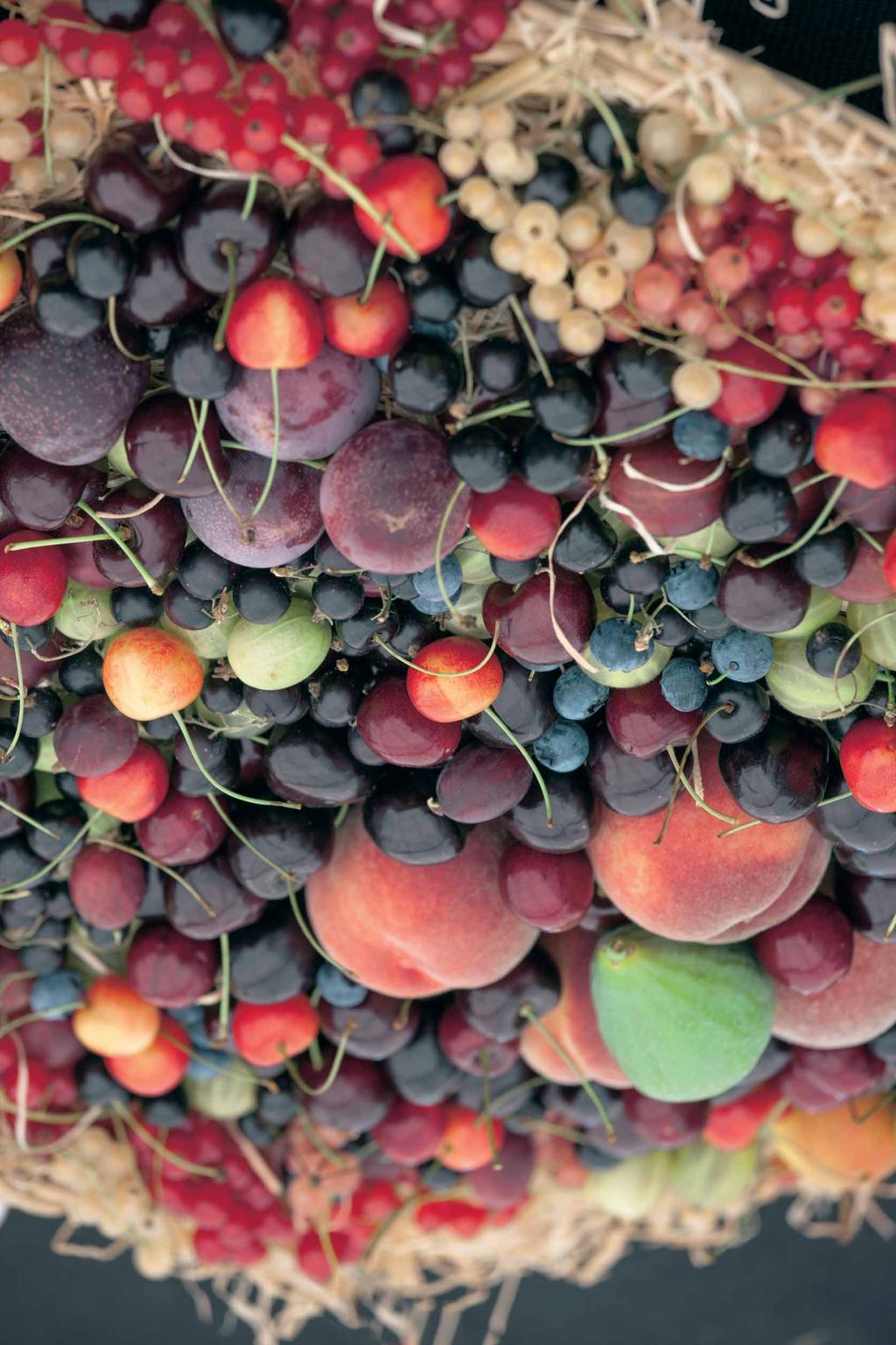 fruit E.P. = eenheidsprijs MAAT = hoogte van de plant bij aankoop Vanaf 10 stuks 10% vermindering op de éénheidsprijs, genomen in één variëteit en één maat.