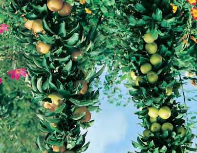01 02 03 GROOT FRUIT ABRIKOZENBOMEN (Prunus armeniaca). De abrikoos is een winterharde struik die graag wat kalk in de grond heeft. Hij gedijt het beste tegen een zuidmuur en zal daar ook dragen.