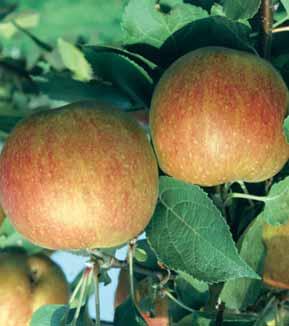 6 - James Grieve (zelfbestuiver) tamelijk grote vrucht, gele appel met rode strepen, wit sappig, zoetzuur vlees, sept.-okt.