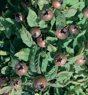 STRUIK 2/3 JAAR 12,75 HALFSTAM 18,75 30,00 VARIETEITEN 1 - Beurré Hardy (3-4-8-10) grote vruchten, geelgroenachtig met roestbruine kleur, zoet, sappig, smeltend, sept.-okt.