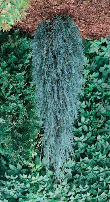 Castlewellan Gold zie bos en haag CUPRESSUS - sempervirens 4-5 m - l lange smalle groeier, de boom zie je veel in toscaanse landschappen, op een beschutte standplaats zetten in de tuin.