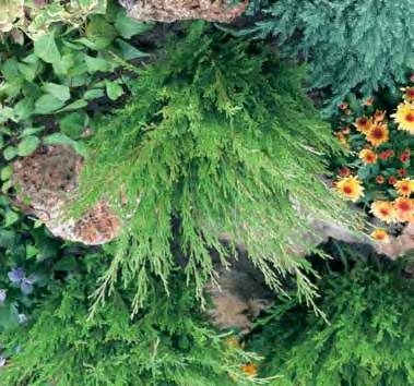 de bladeren overlappen mekaar dakpansgewijs, zeer mooi als solitaire boom. SPILVORM MET KLUIT Maat 200/250 8/10 E.P. 72,00 95,00 JUNIPERUS Jeneverbes - chin.