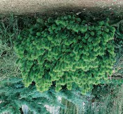01 02 03 PINUS Den, Pijn - griffithii zie P. wallichiana. - leucodermis 4-6 m - l brede piramidale boom, lange stijve naalden van 6 tot 12 cm, glanzend groen, lichtgrijze twijgen, traaggroeiend.
