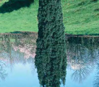 Maat 100/125 125/150 E.P. 50,00 70,00 TAXODIUM Moerascypres - distichum 12-15 m - l bladverliezende boom met frisgroene naalden, hoge slanke zuilvormige boom.