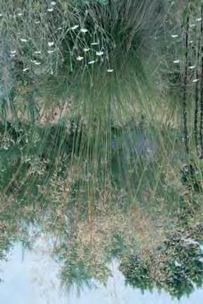 30 7/8 2,75 - morrowii Ice Dance lichtgroene bladeren met witte streep in het midden van het blad, overhangende groei. 30 3/5 2,75 - morr.