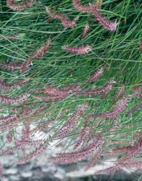 40 6/8 1,75 LUZULA - nivea breedbladig gras met zachtgroene kleur. 40 6/7 1,75 - sylvatica brede frisgroene bladeren. 50 4/6 1,75 MISCANTHUS Hoogte Bloei- E.P.