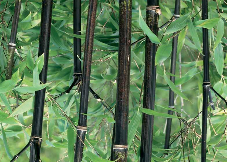 = eenheidsprijs Maat = hoogte van de plant bij aankoop Vanaf 10 stuks = 10% vermindering op de eenheidsprijs genomen in 1 variëteit en 1 maat.