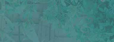 Hoogte/cm Chamaemelum nobile Ligulosa 25 - Roomse kamille; wit gele bloemen in de zomer Foeniculum vulgare 140 - Venkel; eetbare knolvoet, met geel groen blad Helichrysum italicum 30 - Curryplant;