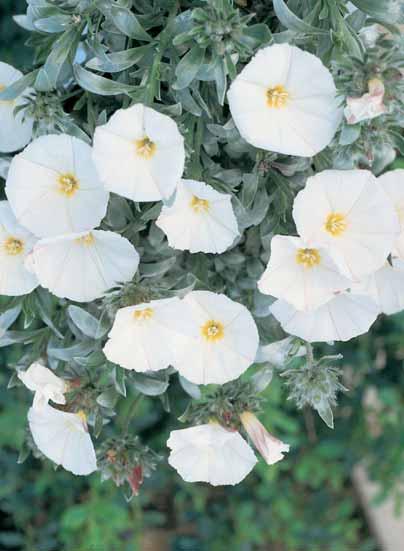 Prijzen op aanvraag. CONVOLVULUS - cneorum 0,5 m mooie zilvergrijze bladeren met witte klokvormige bloemen. Beschermen in de winter. Prijzen op aanvraag.