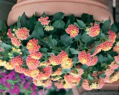 buiten gezet worden. Juni - juli - augustus. Indien de planten in pot staan is het aan te raden om ze voldoende water te geven en regelmatig bij te mesten.