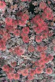 Album borderplant die bloeit met lange trossen en witte kleur, groeit op een doorlatende vochtige grond. 100 6/8 2,75 AGAPANTHUS Tuberoos - hyb. Headborn Hybrids snijbl.