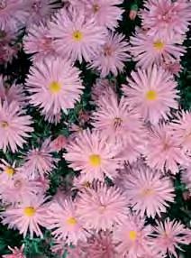Hoogte Bloei- E.P. cm tijd - cauc. Pinkie zodevormend plantje met roze bloempjes en grijsgroene blaadjes.