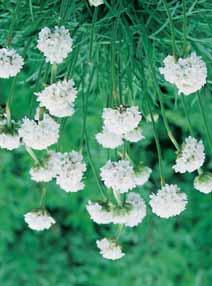 zuiver witte bloemen, borderplant. 100 8/10 2,00 - pringlei Monte Cassino septemberkruid, kleine fijne witte bloempjes die tot laat in het jaar bloeien.