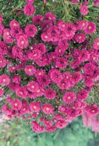 50 6/8 2,75 - major Rubra zelfde als soort maar met rozerode bloemen. 70 6/8 2,75 - major Ruby Wedding De bloemen zijn donkerrood, een van de mooiste astrantia s.
