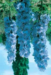 blauwe korenbloemen, ook geschikt voor snij- en droogboeketten, droge gronden, borderplant. 50 6/8 2,75 CENTRANTHUS Spoorbloem - ruber Coccineus snijbl.