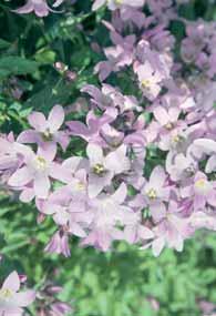 100 7/9 2,00 CHRYSANTHEMUM zie TANACETUM en LEUCANTHEMUM CONVALLARIA Lelietje der dalen - majalis snijbl. meiklokje, witte hangende geurende bloempjes, goed voor verwildering.
