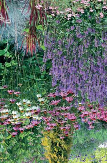 Hoogte Bloei- E.P. cm tijd DICENTRA Gebroken hartjes - formosa zodevormende kruipende plant, hangende donkerroze bloemen in overhangende trossen, mooie diep ingesneden bladeren, borderplant.