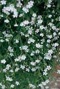 20 6/7 2,00 - macrorrhizum Ingwersen s Variety donker`roze bloemen. 30 6/7 2,75 - macr. Spessart snelle groeier met zachtroze bloemen, bodembedekker en borderplant. 25 6/7 2,75 - ox.