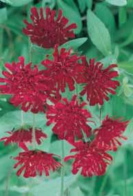 Tiramisu geel rood geaderd blad, een mooie soort, de heuchera soorten zijn ook mooi als terrasplant. 35 6/7 4,75 - mic.