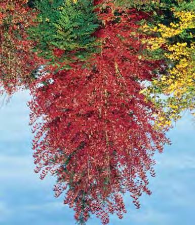 - rufinerve 6-8 m - l # rood uitlopend blad, groen in de zomer en in de herfst oranjerood verkleurend. De schors heeft witte strepen die in de winter een speciaal effect geven.