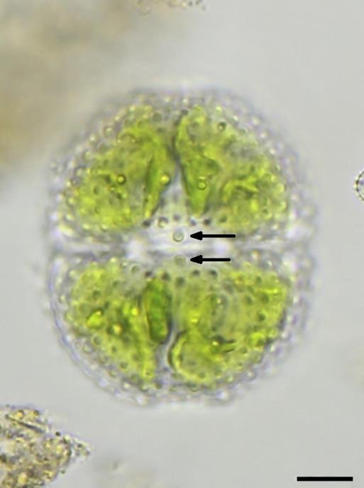 Cosmarium jelskii Figuur 1c.