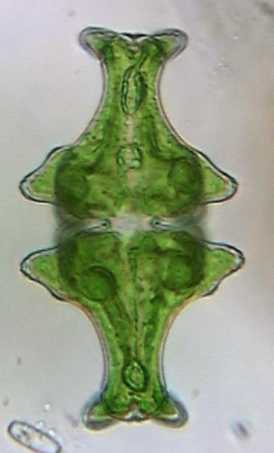 Algemene introductie Sieralgen behoren tot de eencellige groenwieren en hebben afmetingen van kleiner dan 10 μm tot ongeveer 1 mm.
