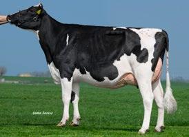 ZWARTBONT TPI Bovenbalk EXTERIEURVERERVING Onderbalk Prod Betr. % Melk Vet Eiwit Net Merit$ TPI Ext Betr. % DOCHTERGETESTE STIEREN 768111 NIRVANA MOGUL PLANET 4898 99 1755-0,03 +0,05 58 69 571 2384 2.