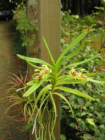 WEET WAT JE BINNENHAALT Velen van ons zullen in de zomerperiode een deel van hun orchideeën buiten hebben staan.
