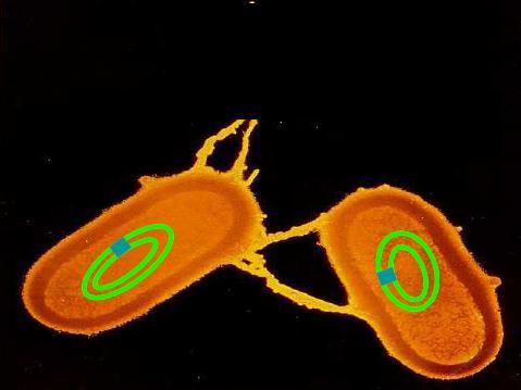 1. Conjugatie Bij conjugatie wordt een stukje donor desoxyribonucleïnezuur (DNA), bijvoorbeeld een mobiel DNA element zoals een plasmide of een transposon, via een proteïne tunnel naar een